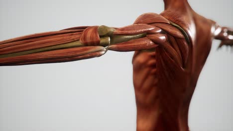 Muskelsystem-Der-Menschlichen-Körperanimation